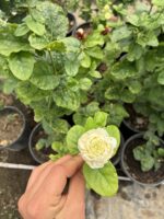 Ekstra Katmerli Full Çiçeği (Jasminum sambac ‘Grand Duke of Tuscany’) - Görsel 3