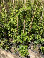 Arap Yasemini (Trachelospermum jasminoides) - Görsel 2