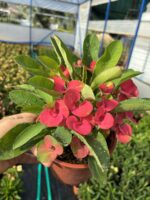 12'li Dikenler Tacı Seti (Euphorbia milii) - Görsel 13