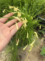 2 li mercan çiçeği set (Russelia equisetiformis) - Görsel 3