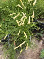 2 li mercan çiçeği set (Russelia equisetiformis)