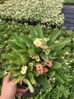 Thailand Kökenli Anaç Boy Cream Splash Dikenler Tacı (Euphorbia milii ‘Cream Splash’) - Görsel 4