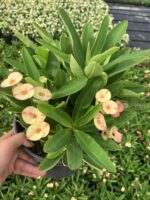 Thailand Kökenli Anaç Boy Cream Splash Dikenler Tacı (Euphorbia milii ‘Cream Splash’) - Görsel 5