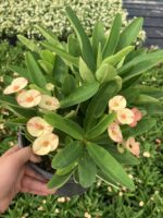 Thailand Kökenli Anaç Boy Cream Splash Dikenler Tacı (Euphorbia milii ‘Cream Splash’) - Görsel 3