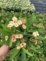 Thailand Kökenli Anaç Boy Cream Splash Dikenler Tacı (Euphorbia milii ‘Cream Splash’) - Görsel 2