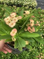 Thailand Kökenli Anaç Boy Cream Splash Dikenler Tacı (Euphorbia milii ‘Cream Splash’)
