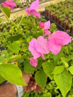 Köpük Pembesi Mini Sarmaşık Begonvil (Bougainvillea) - Görsel 4
