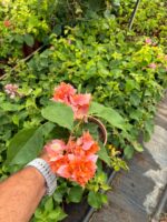 Mercan Katmeri Mini Sarmaşık Begonvil (Bougainvillea) - Görsel 2