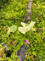 Saf Beyaz Mini Sarmaşık Begonvil (Bougainvillea) - Görsel 2