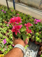 Yakut Katmeri Mini Sarmaşık Begonvil (Bougainvillea) - Görsel 2