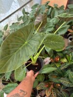 Alakozya Fil Kulağı (Alocasia ‘Regal Shields’) - Görsel 3