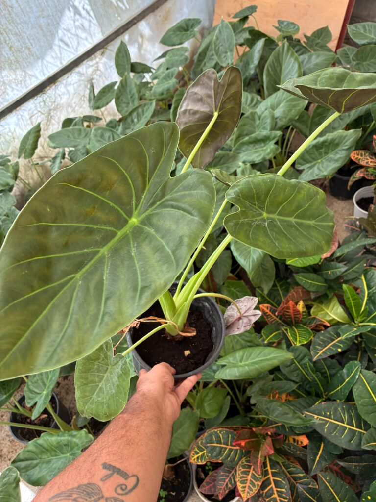 Alocasia Regal Shields bitkisinin farklı açıdan yaprak ve saksı görünümü
