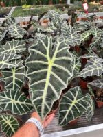 Alocasia Polly (Alocasia × amazonica ‘Poly’) - Görsel 2