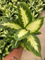 Difenbahya Camilla (Dieffenbachia seguine ‘Camille’)