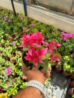 Yakut Katmeri Mini Sarmaşık Begonvil (Bougainvillea)