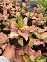 Aglaonema (Aglaonema) - Görsel 2