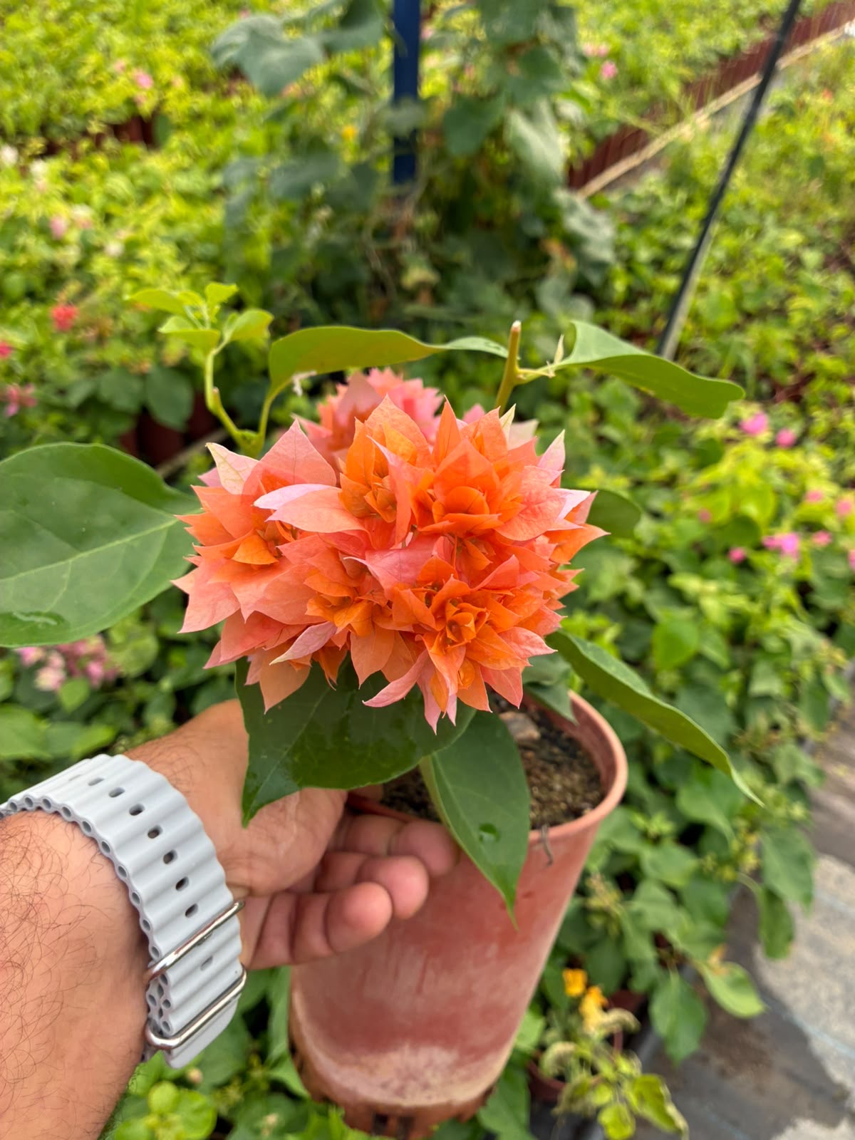 e9771af5-35d-4897-b84c-94a4b2fecaaa Mercan Katmeri Mini Sarmaşık Begonvil (Bougainvillea) - Görsel 1