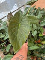 Alakozya Fil Kulağı (Alocasia ‘Regal Shields’) - Görsel 5