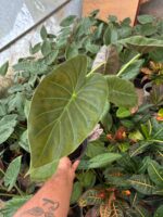 Alakozya Fil Kulağı (Alocasia ‘Regal Shields’)