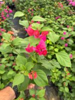 Kırmızı Klasik Fuşya Sarmaşık Begonvil Large Boy (Bougainvillea)