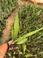 Yeşil Uzun Paşa Kılıcı (Sansevieria trifasciata) - Görsel 4