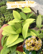 16 lı Özel Tür Mum Çiçeği Seti (Hoya spp.) - Görsel 16