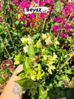 6’lı XXL Sarmaşık Begonvil Set (Bougainvillea) - Görsel 2