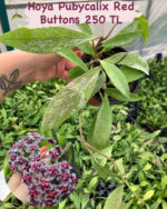 16 lı Özel Tür Mum Çiçeği Seti (Hoya spp.) - Görsel 13