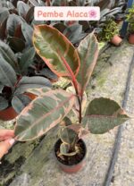 3’lü Kauçuk Set (Ficus elastica)