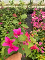 Kırmızı Klasik Fuşya Sarmaşık Begonvil Large Boy (Bougainvillea) - Görsel 2