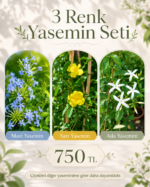 3 Renkli Yasemin Seti