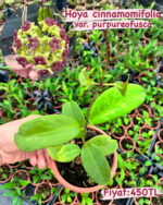 16 lı Özel Tür Mum Çiçeği Seti (Hoya spp.) - Görsel 10