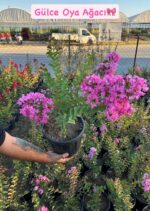 Oya Ağacı ve Oya Çalısı Çeşitleri (Lagerstroemia indica) - Görsel 4