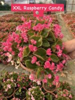 3’lü XXL Askılı Şeker Begonya Seti (Begonia × hiemalis)