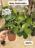 16 lı Özel Tür Mum Çiçeği Seti (Hoya spp.) - Görsel 5