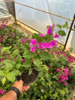 Mor İhtişam Sarmaşık Begonvil Large Boy (Bougainvillea) - Görsel 3
