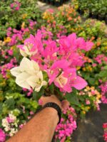 Çifte Tutku Sarmaşık Begonvil Large Boy (Bougainvillea) - Görsel 2