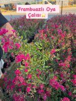 Oya Ağacı ve Oya Çalısı Çeşitleri (Lagerstroemia indica)