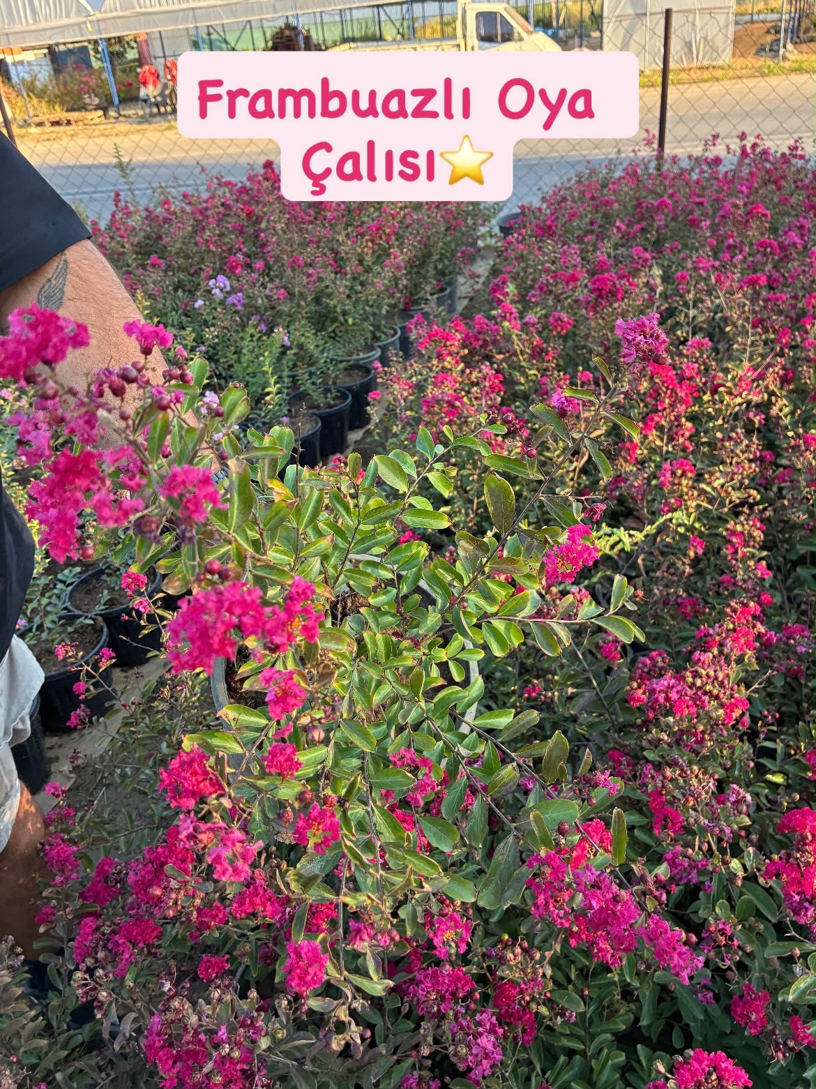 3cc7ab90-d488-404b-8de0-ea1a8b096414 Oya Ağacı ve Oya Çalısı Çeşitleri (Lagerstroemia indica) - Görsel 1