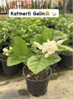 3 lü Kokulu Yasemin Seti - Görsel 2