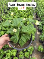 2 li Kızılay Çiçeği Seti (Clerodendrum thomsoniae)