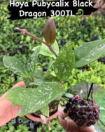16 lı Özel Tür Mum Çiçeği Seti (Hoya spp.) - Görsel 15