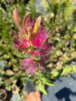 Pembe Fırça Çiçeği (Melaleuca citrina) - Görsel 2