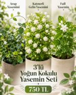 3 lü Kokulu Yasemin Seti