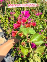 6’lı XXL Sarmaşık Begonvil Set (Bougainvillea) - Görsel 6