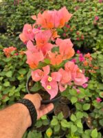 Mercan Büyüsü Sarmaşık Begonvil Large Boy (Bougainvillea)