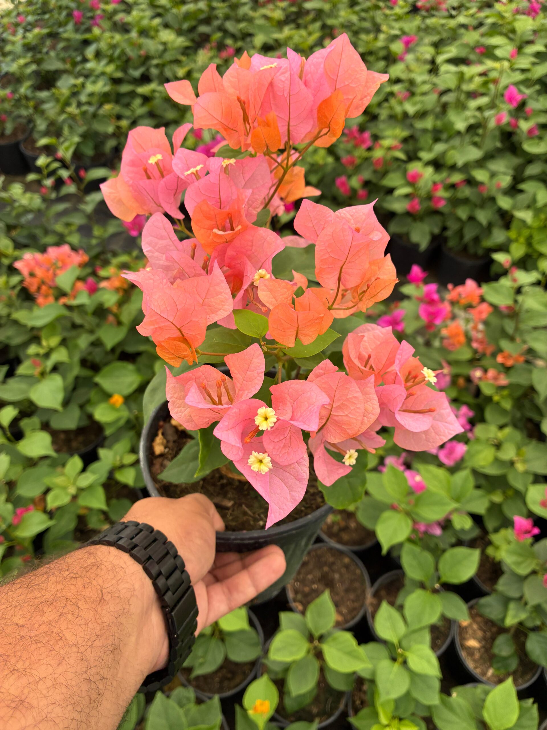 54215416-6397-4cb6-94e2-39ac00bb365d Mercan Büyüsü Sarmaşık Begonvil Large Boy (Bougainvillea) - Görsel 1