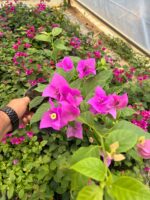 Mor İhtişam Sarmaşık Begonvil Large Boy (Bougainvillea) - Görsel 2