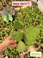 16 lı Özel Tür Mum Çiçeği Seti (Hoya spp.)