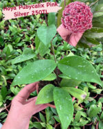 16 lı Özel Tür Mum Çiçeği Seti (Hoya spp.) - Görsel 12